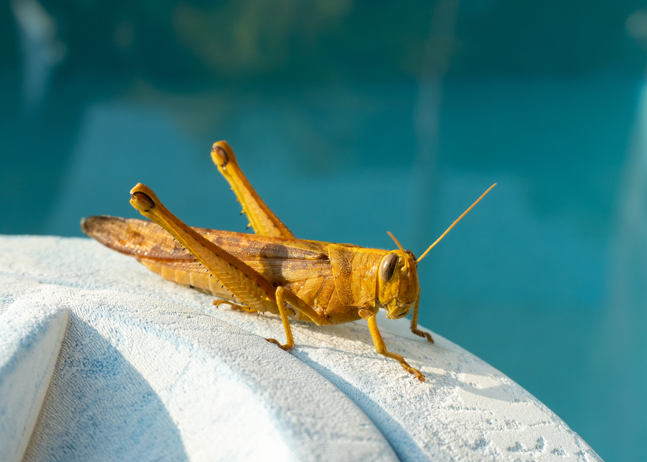 Tropical Grasshopper